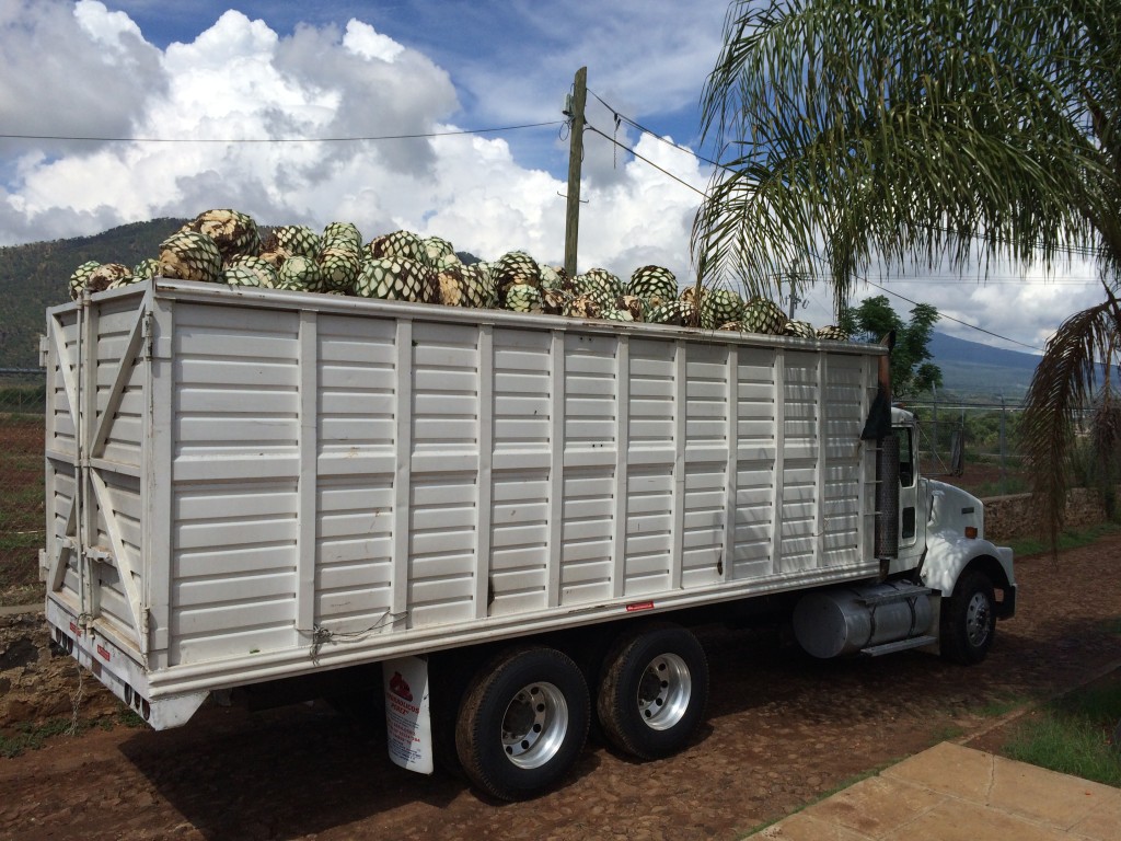 agave truck