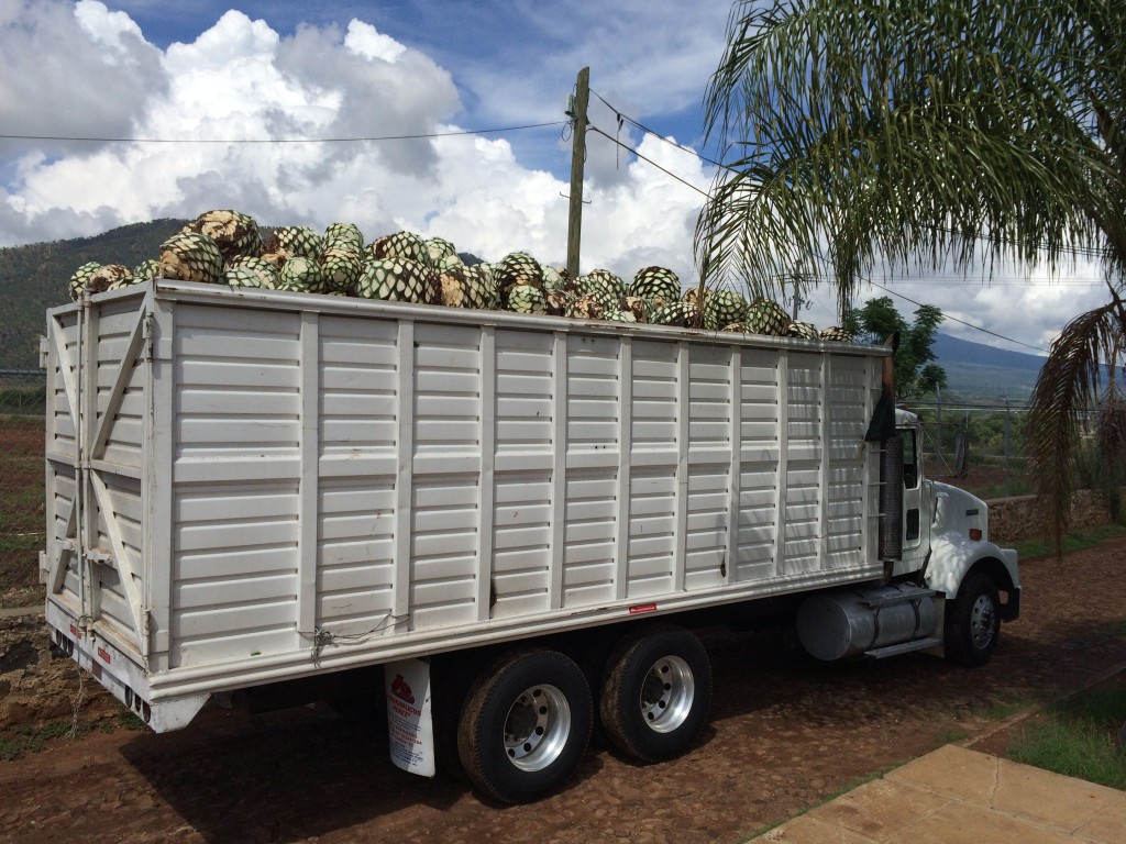 agave truck