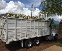 agave truck